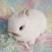 纯种进口血统侏儒兔白色活体垂耳兔兔子宠物网红活体猫猫兔造