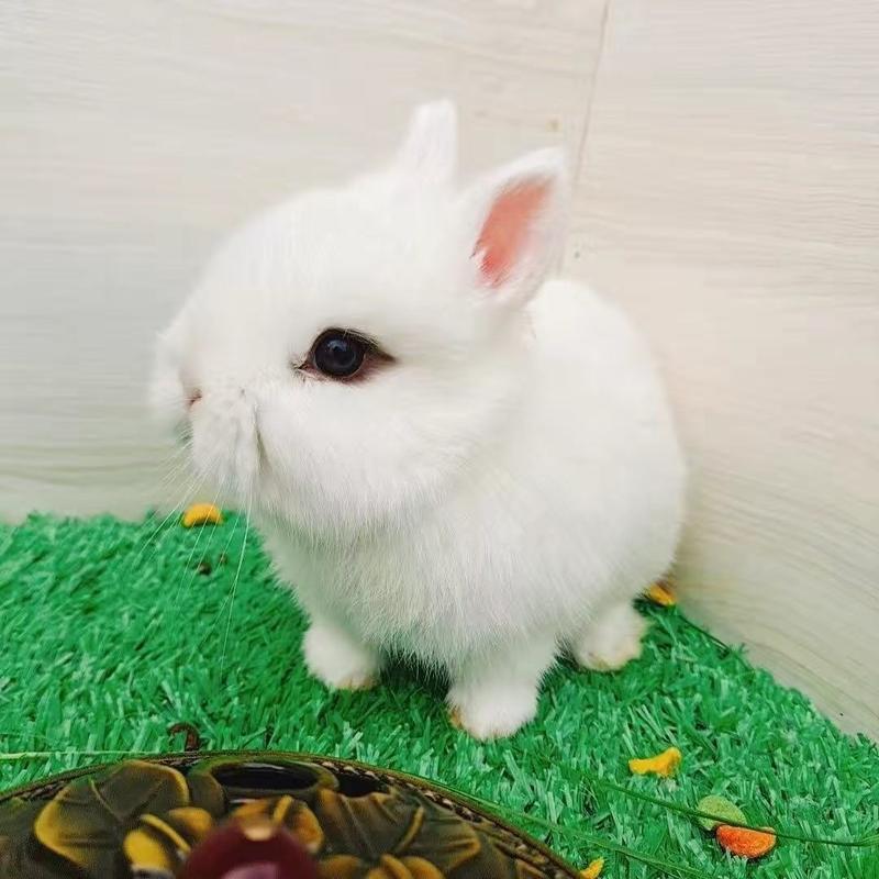 纯种进口血统侏儒兔白色活体垂耳兔兔子宠物网红活体猫猫兔造