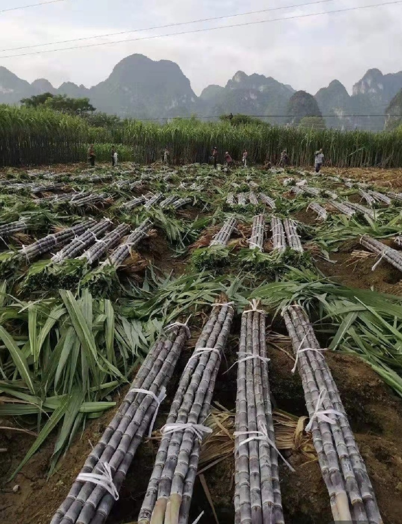 云南黑皮甘蔗产地直发量大从优诚信合作欢迎来电