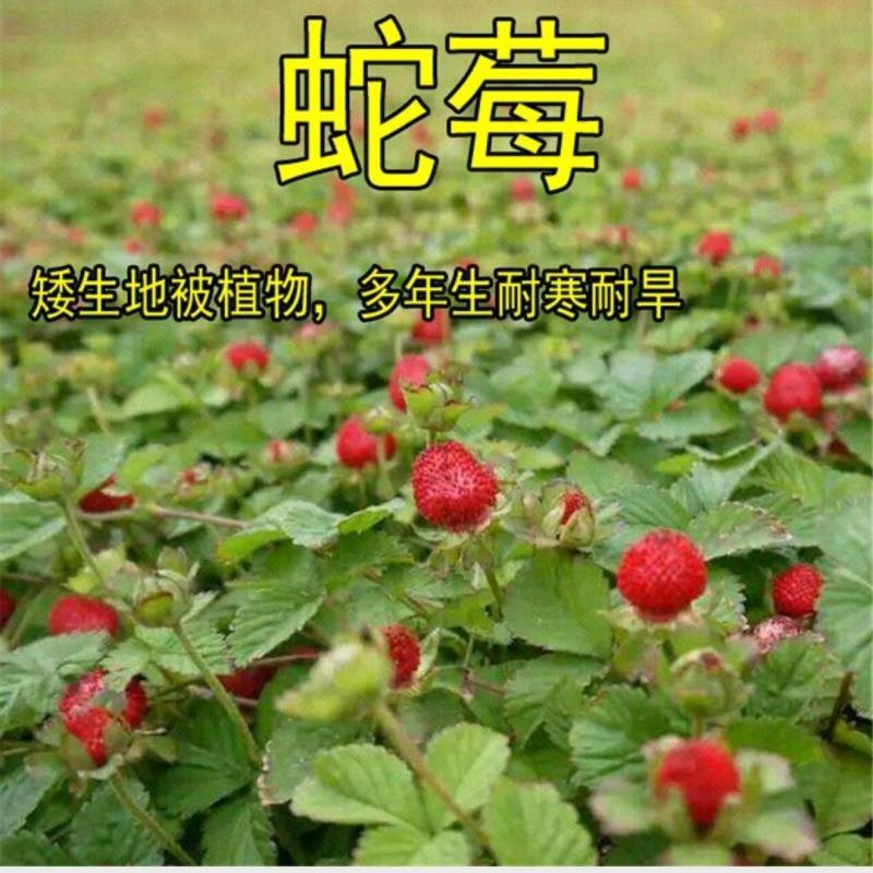 蛇莓种子包邮草坪庭院盆栽观赏种子包邮花籽室内外种植