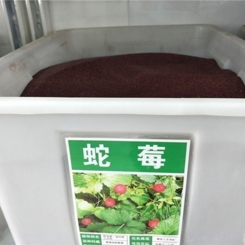 蛇莓种子包邮草坪庭院盆栽观赏种子包邮花籽室内外种植
