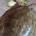 甲鱼
