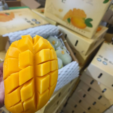 海南金煌芒