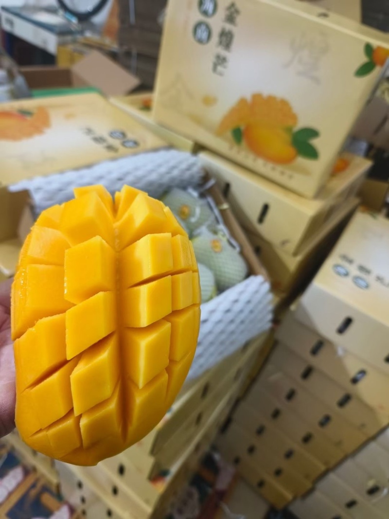海南金煌芒