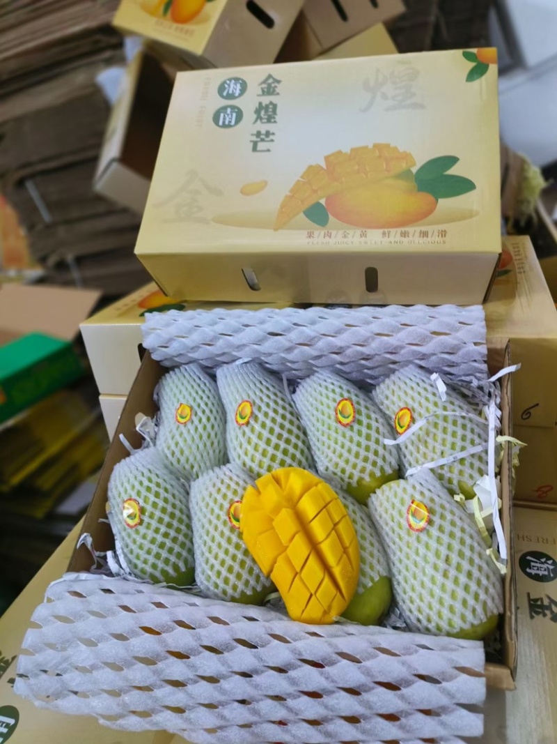 海南金煌芒