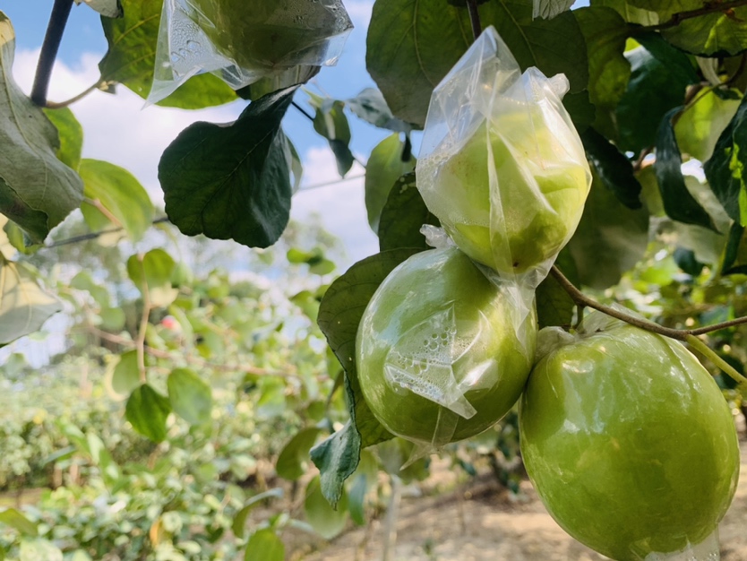 左侧为未经激素处理的青枣插穗,根系稀少;右侧为经IBA处理的插穗,根系发达呈须状,明显差异展示激素处理的重要性 青枣扦插成苗对比图