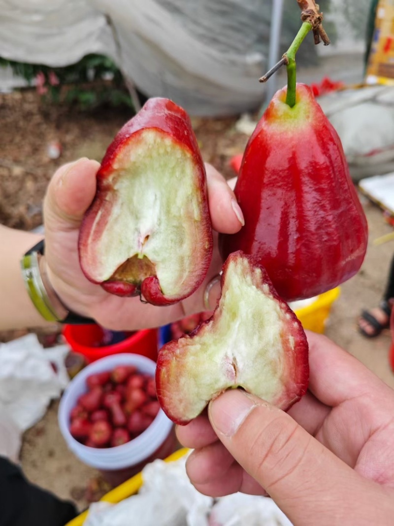 海南黑金刚莲雾