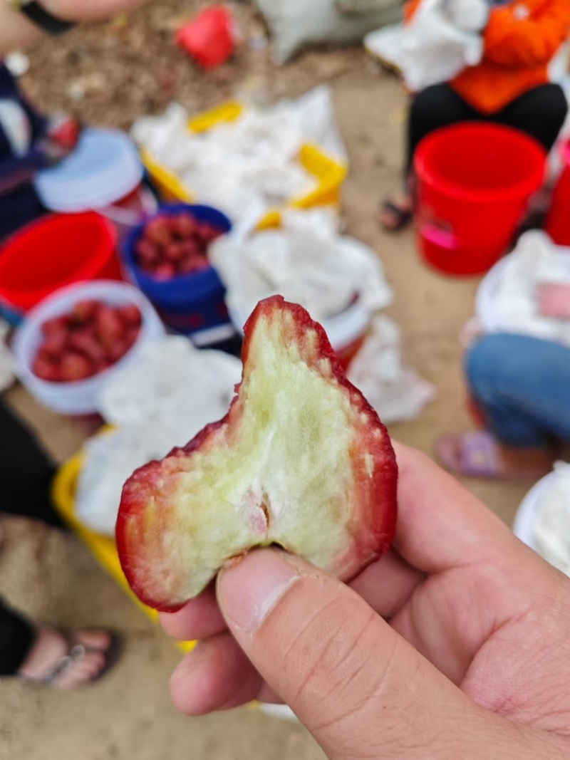 海南黑金刚莲雾