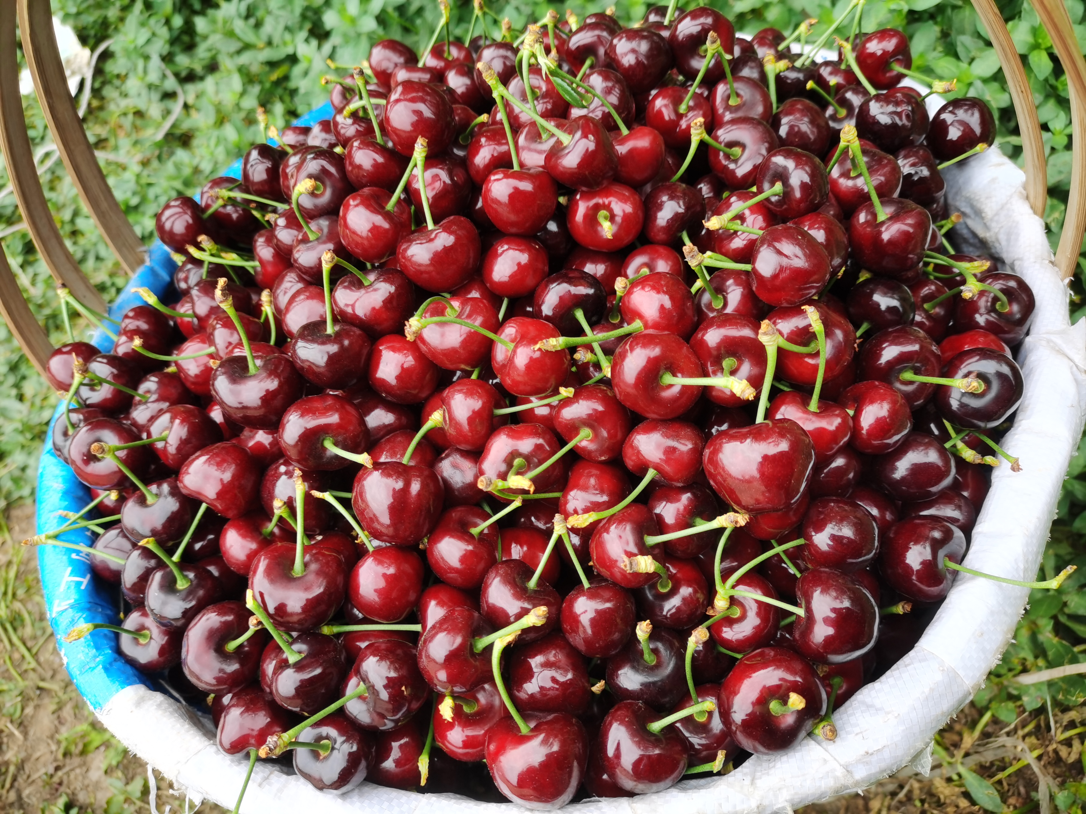 新鲜红润的樱桃果实特写