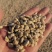 供应优质橘核，晒干、无碇、无杂质（原产地：江门新会）