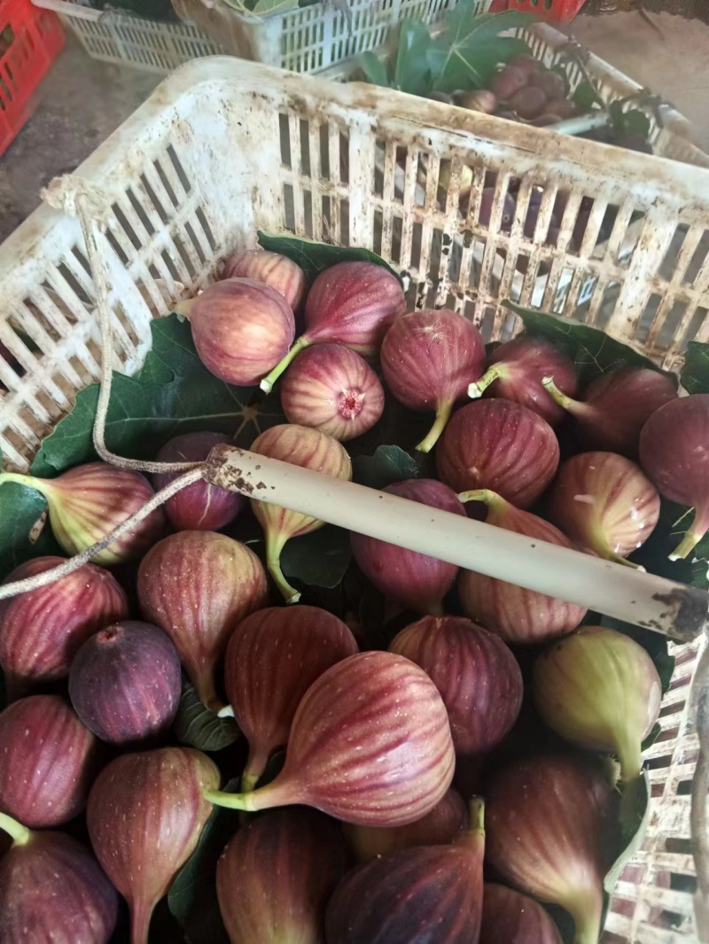 无花果大量供应，供应全国，全国空运物流几小时到货，