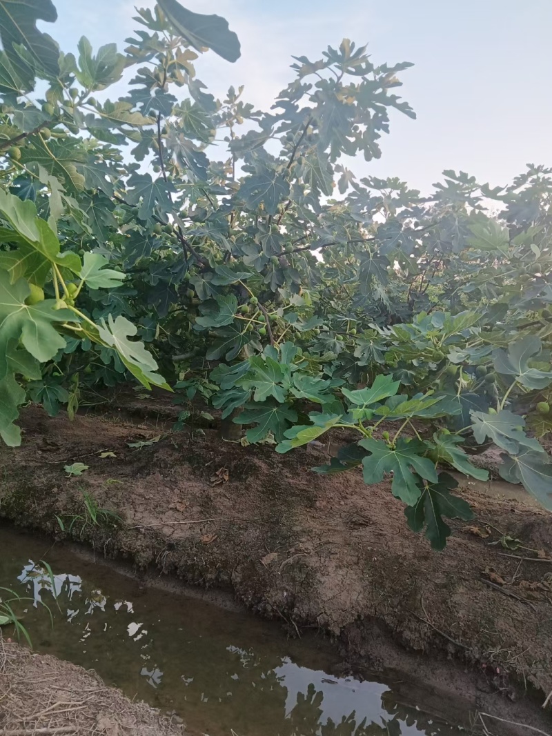 无花果大量供应，供应全国，全国空运物流几小时到货，