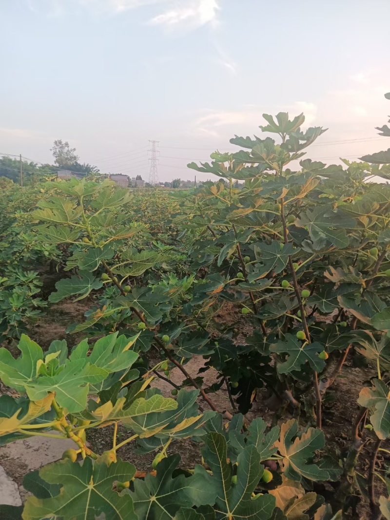 无花果大量供应，供应全国，全国空运物流几小时到货，