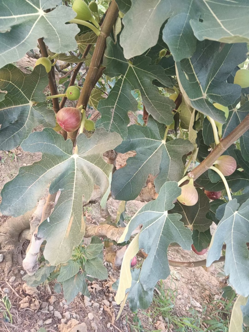 无花果大量供应，供应全国，全国空运物流几小时到货，