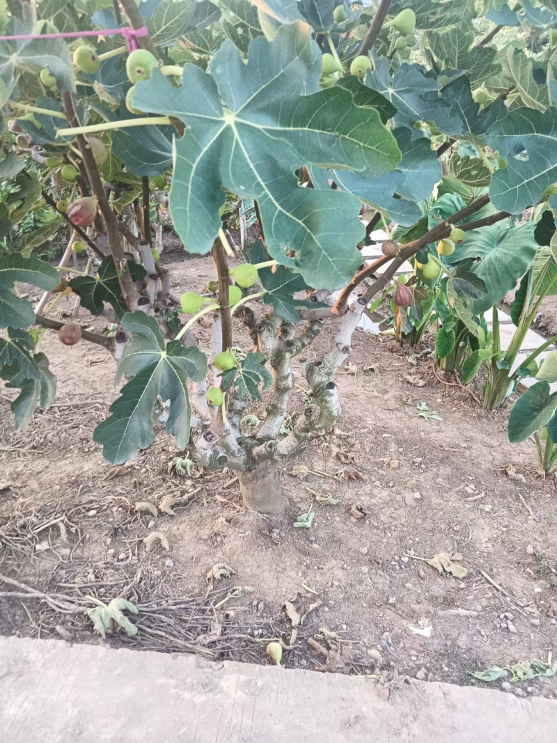 无花果大量供应，供应全国，全国空运物流几小时到货，