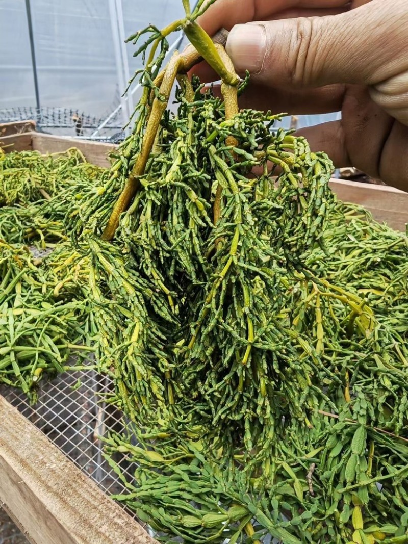 多年老古树茶树寄生螃蟹脚。人工采摘自然晒干的螃蟹脚一斤起