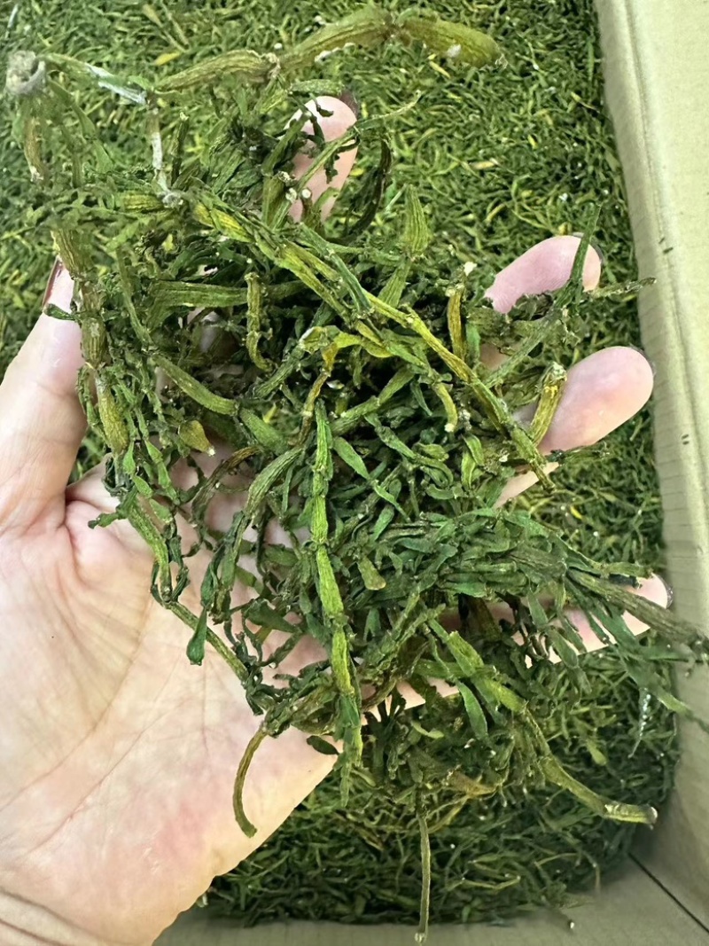 多年老古树茶树寄生螃蟹脚。人工采摘自然晒干的螃蟹脚一斤起