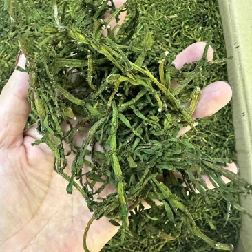 多年老古树茶树寄生螃蟹脚。人工采摘自然晒干的螃蟹脚一斤起