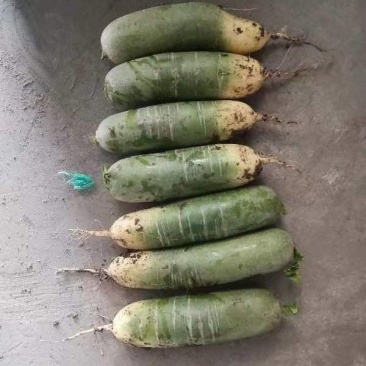 精品青萝卜对外供应