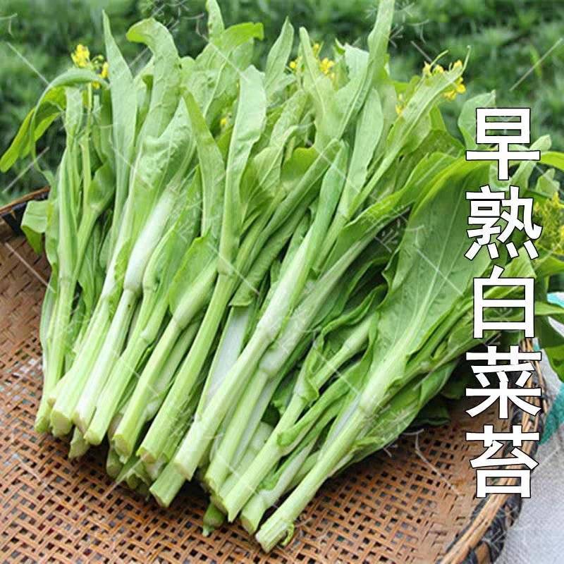 白菜苔上海青苔广东菜心红菜苔看货论价保质保量