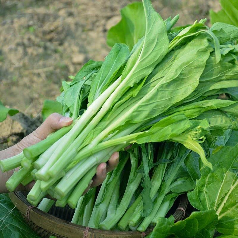 白菜苔上海青苔广东菜心红菜苔看货论价保质保量