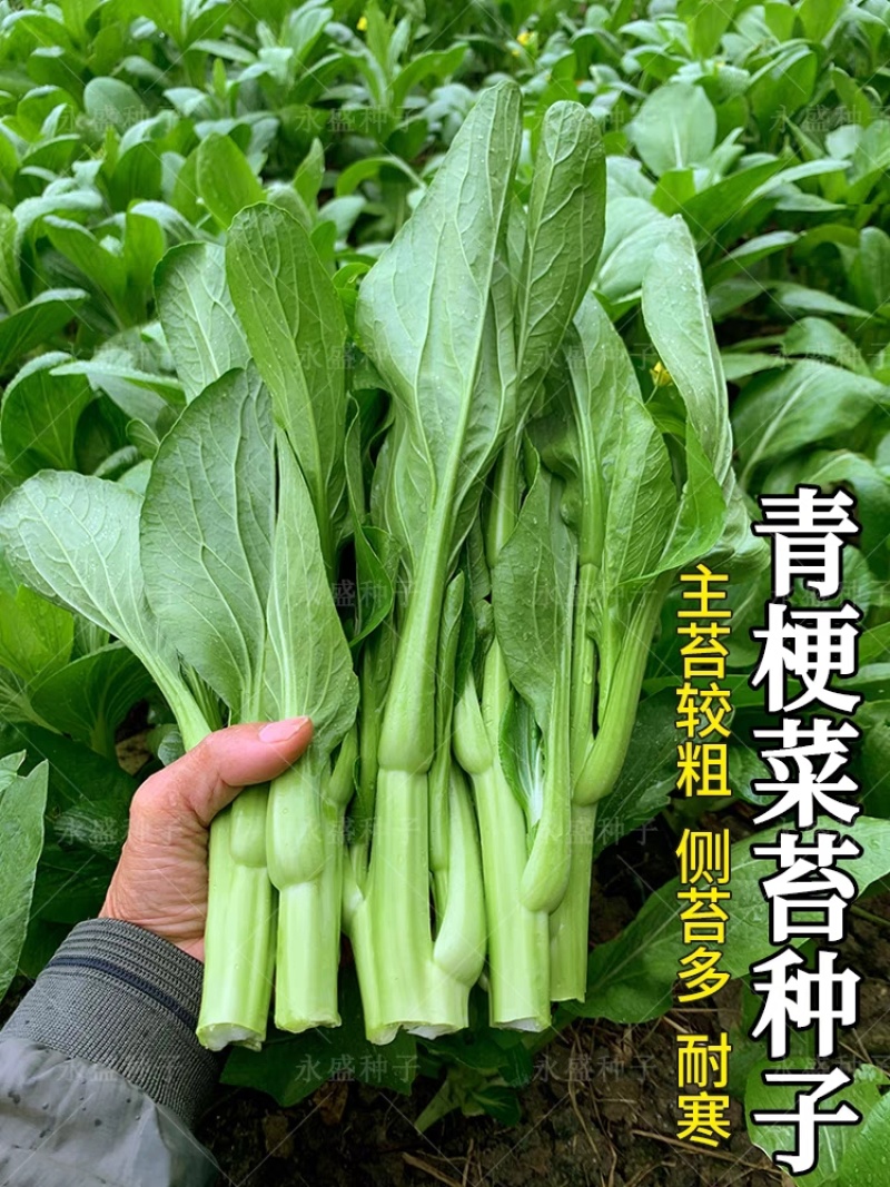 白菜苔上海青苔广东菜心红菜苔看货论价保质保量