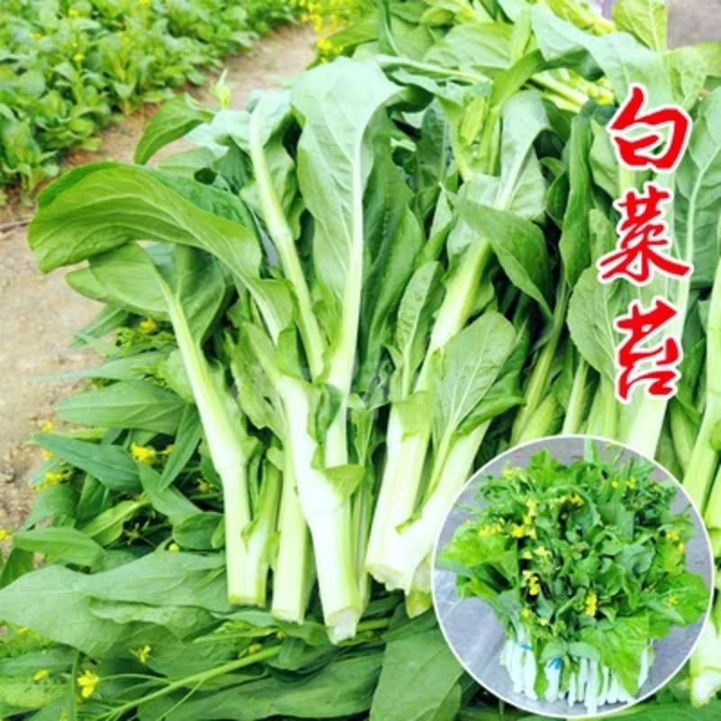 白菜苔上海青苔广东菜心红菜苔看货论价保质保量