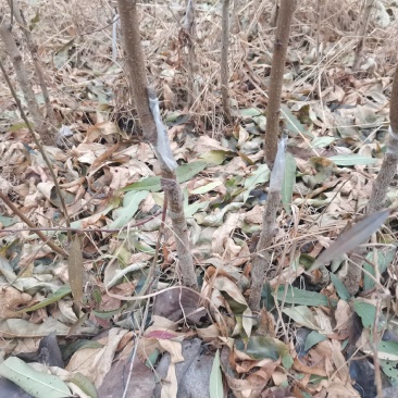 黄桃树苗砀山县桃树苗八三一九五号锦绣黄金蜜
