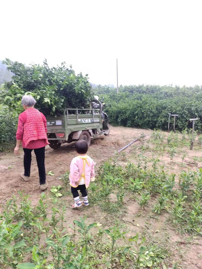 甘平柑橘苗甘平公分苗土球苗量大开检疫证可视频看货