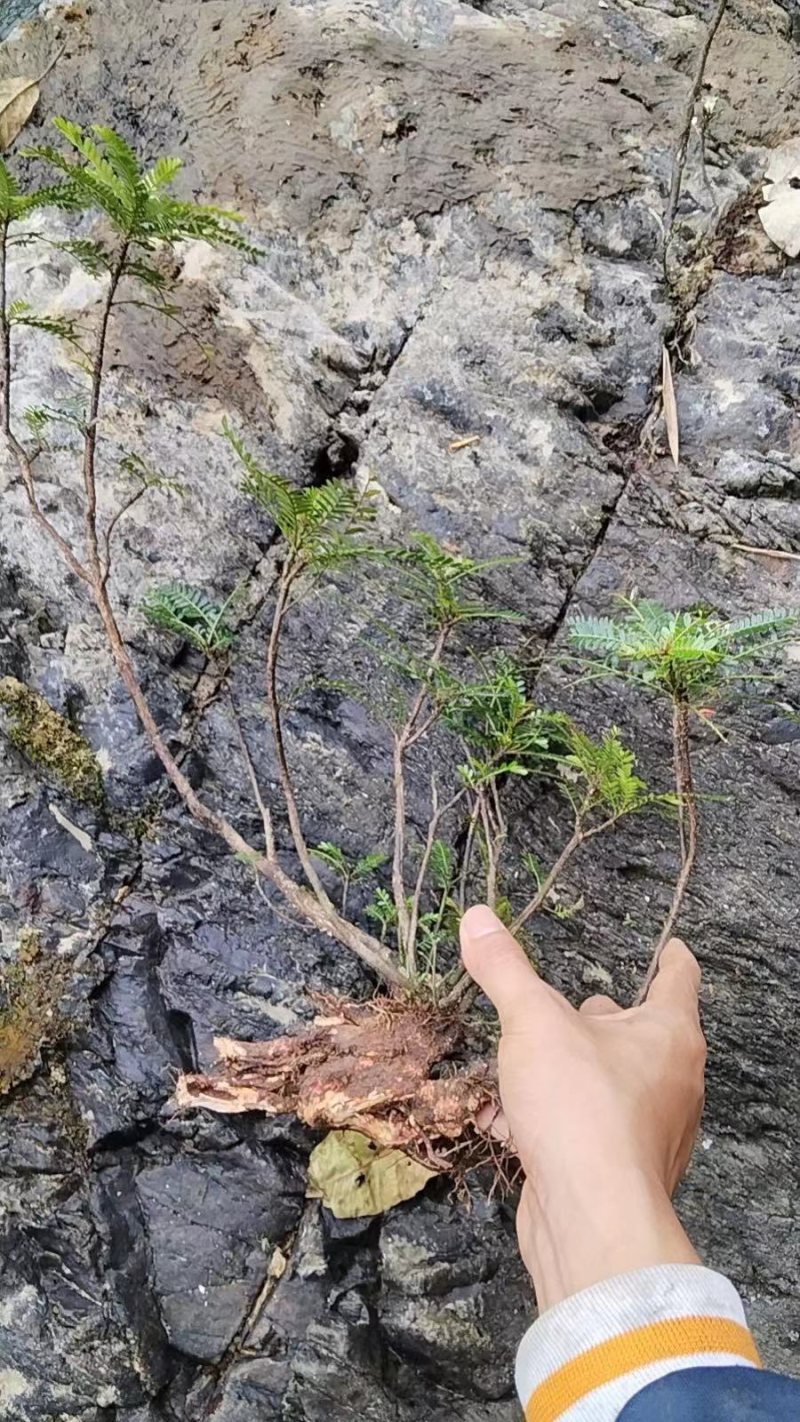 海南叶下珠