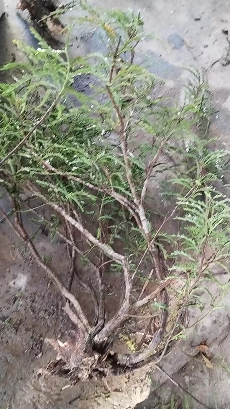海南叶下珠
