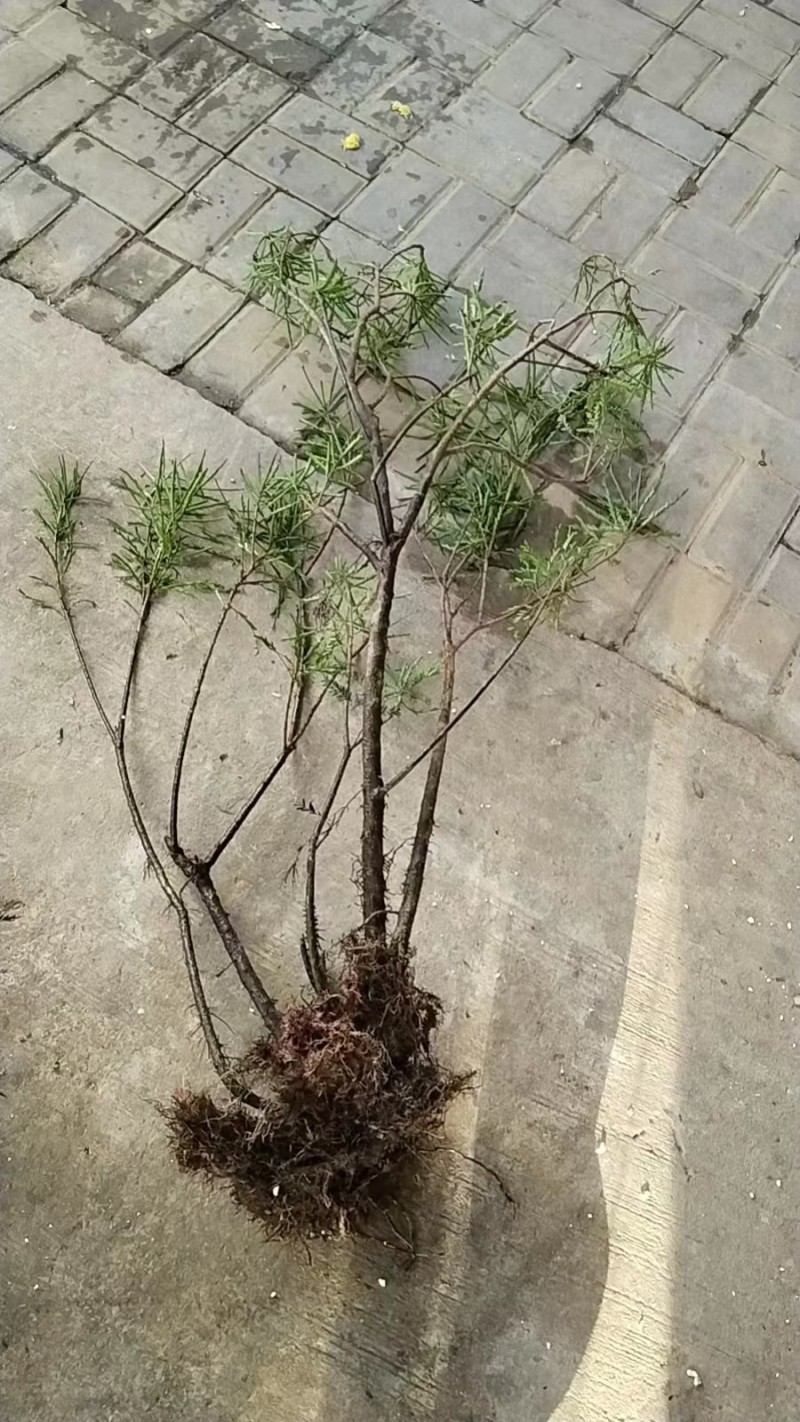 海南叶下珠
