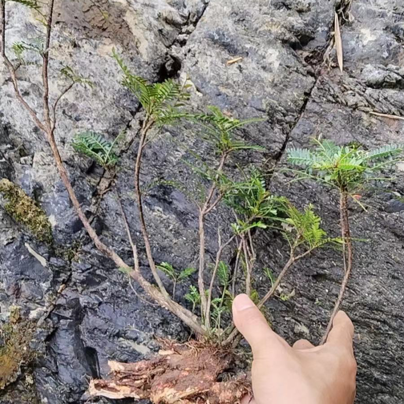 海南叶下珠