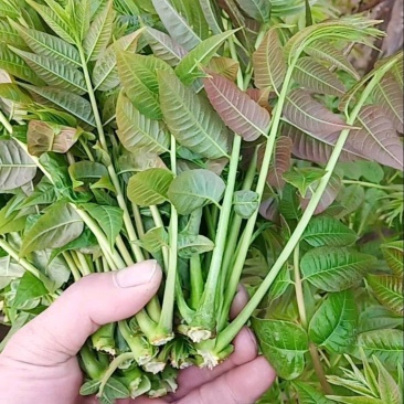 香椿芽