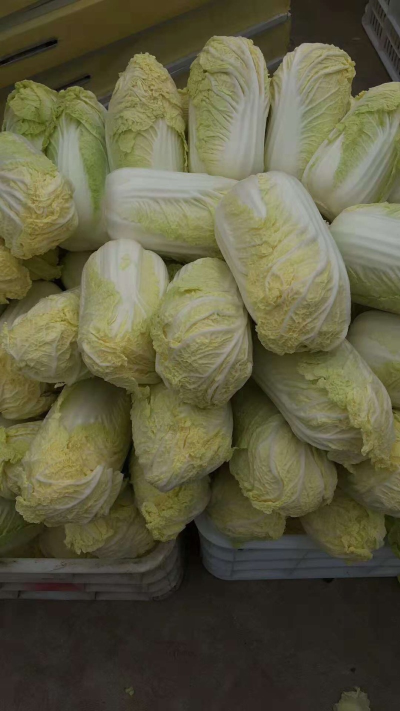 优质娃娃菜品质保证自产自销人工挑选量大优惠欢迎来电