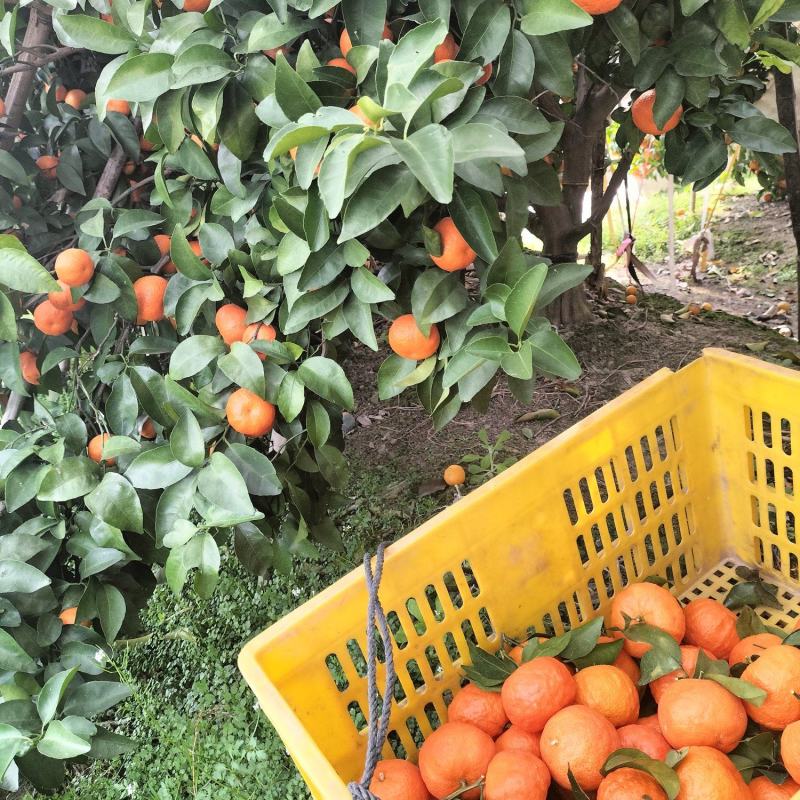 沙塘桔