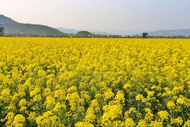 油菜苗、绿化工程苗、大型基地直供、质量保证、量大从优。
