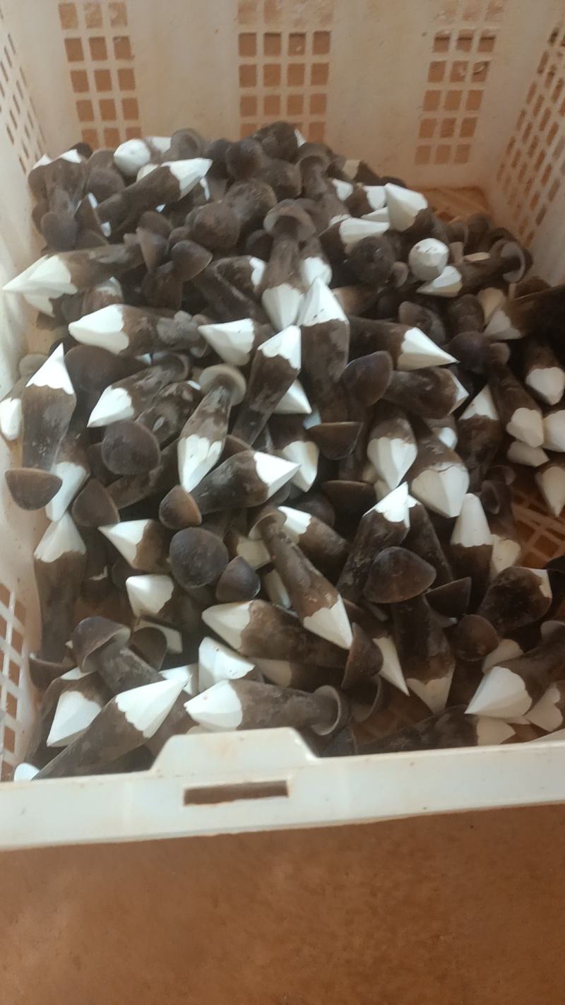黑皮鸡枞菌，常年供应，全国发货，专车，空运，顺丰等