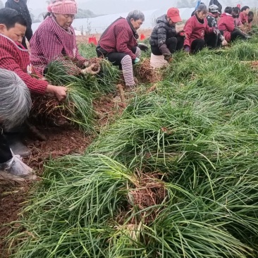 麦冬苗，麦冬种植基地，现货直供，草本植称，生命力强，