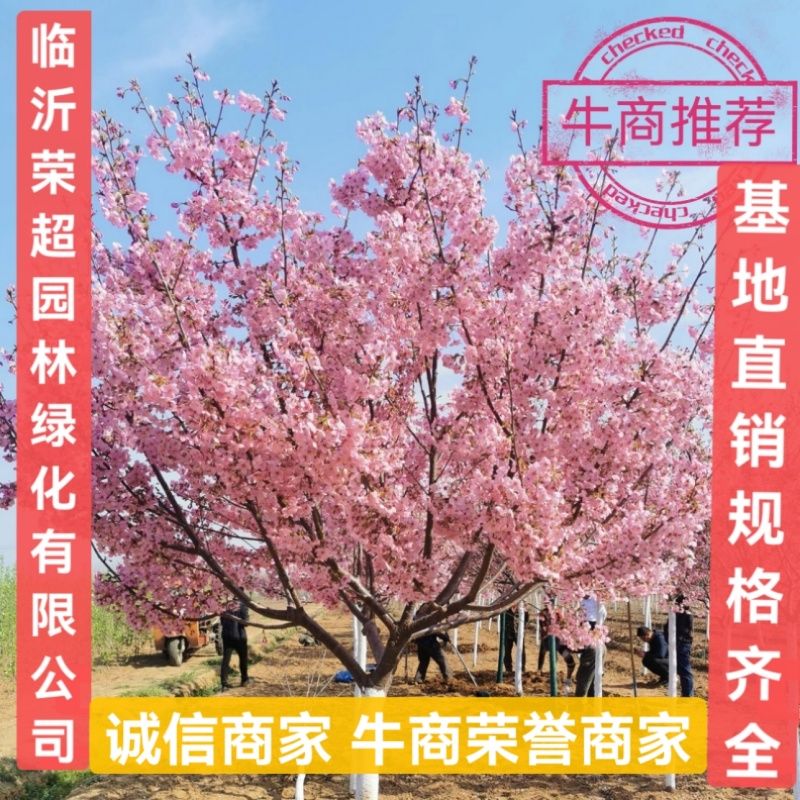 低价出售15---29日本晚樱早樱染井吉野