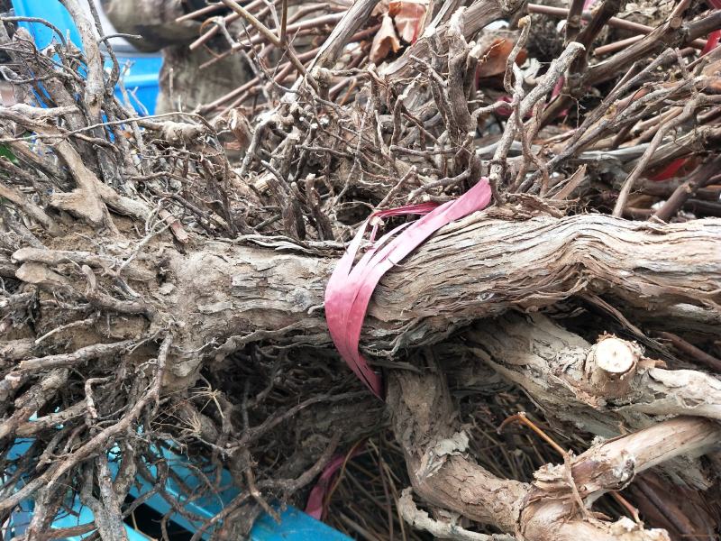 茉莉香葡萄树苗精品果树苗品种，价格实惠质量保证