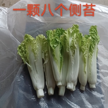 四川甜美白菜苔