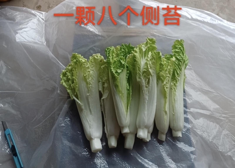 四川甜美白菜苔