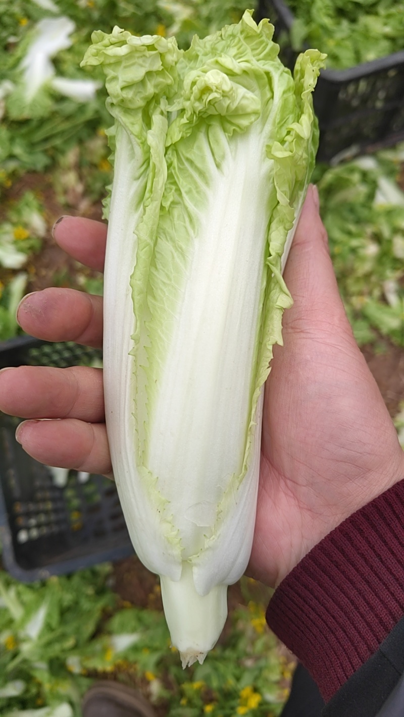 四川甜美白菜苔