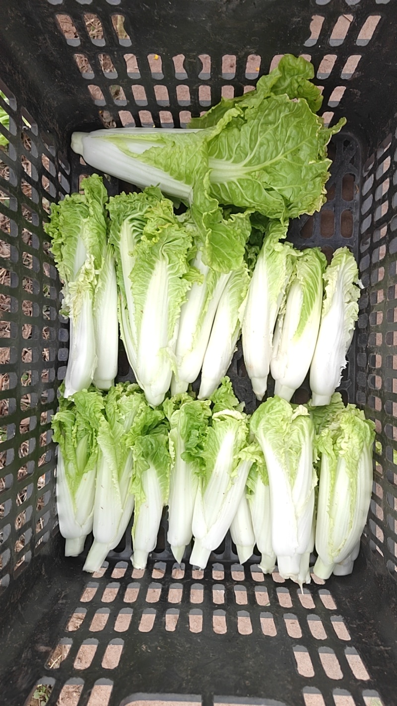 四川甜美白菜苔