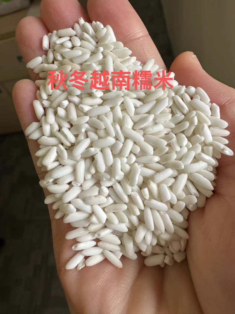 越南秋冬糯米（大颗粒)，色泽白净、糯性好