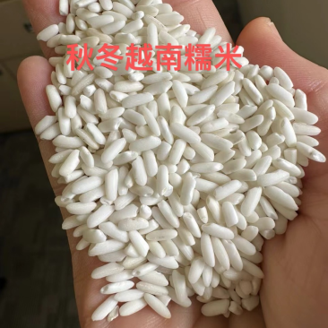 越南秋冬糯米（大颗粒)，色泽白净、糯性好