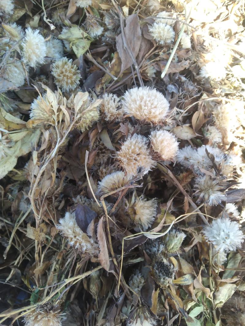 白术种子