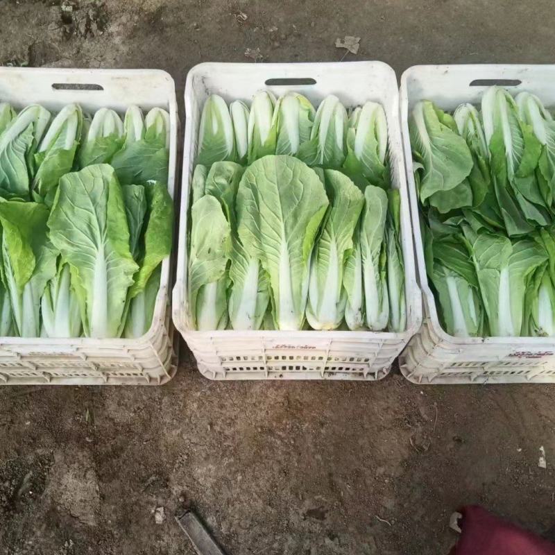 绿色蔬菜口感鲜嫩口感好品质新鲜保证