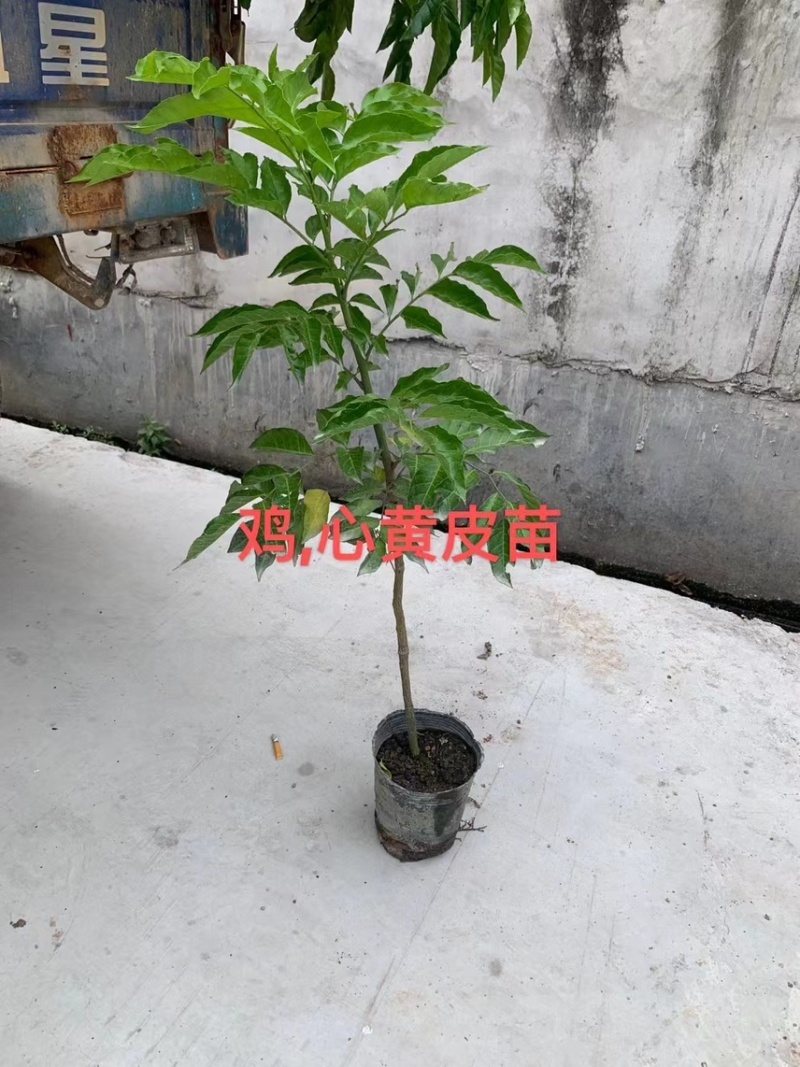 鸡心黄皮树1-4米，头径1-20分规格齐全质量保证